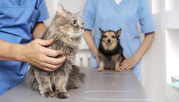 Qorlyn: Expert Advice for Caring Pet Owners