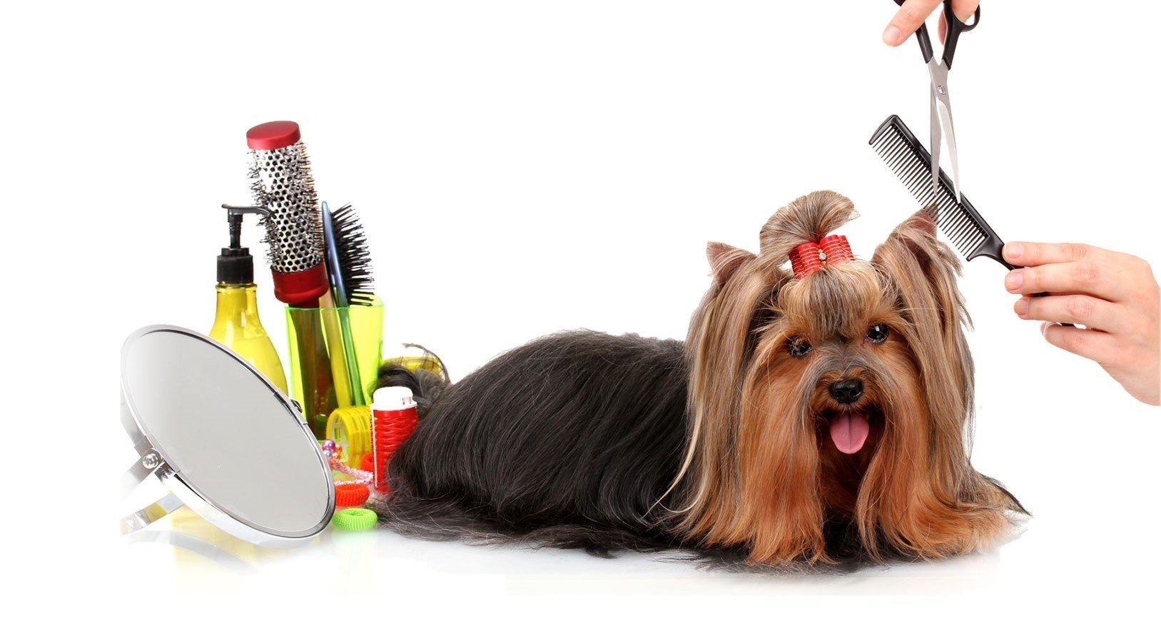 Qorlyn: Professional Pet Care You Can Trust